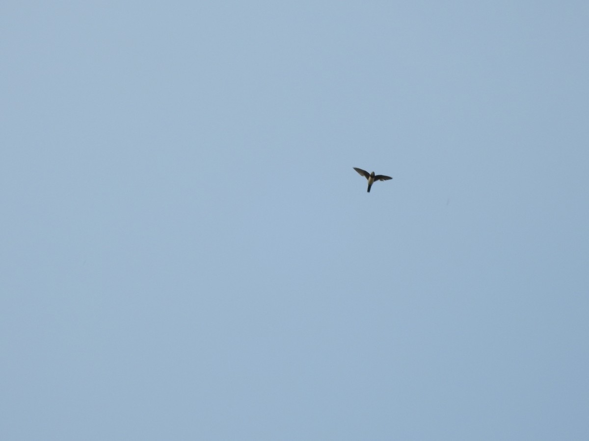 Alpine Swift - Nagendra Nayak