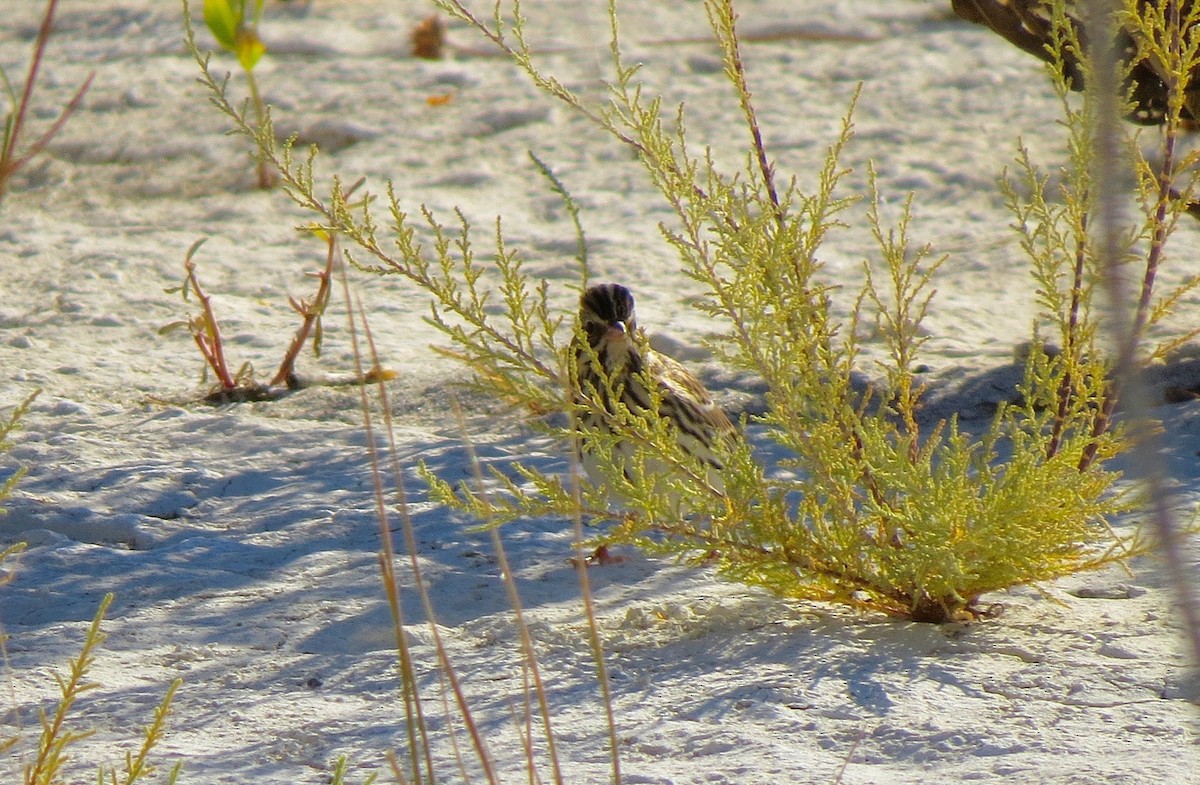 Song Sparrow - ML89435351