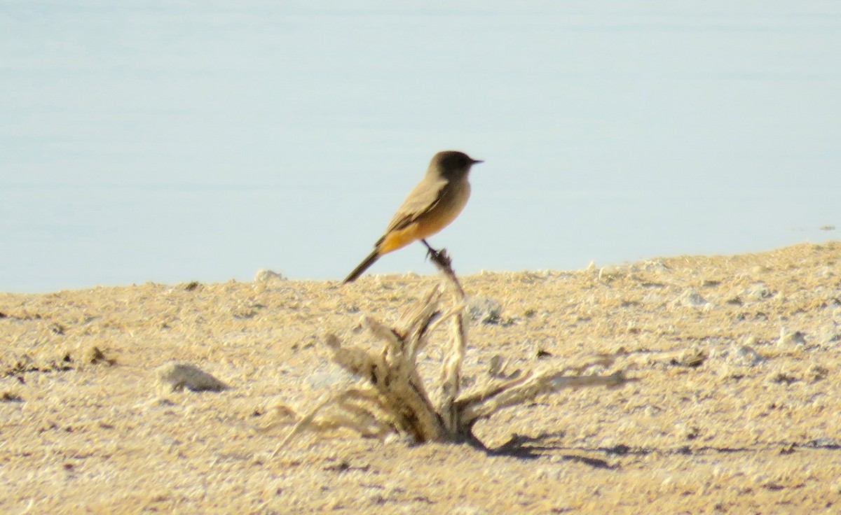 Say's Phoebe - ML89435371