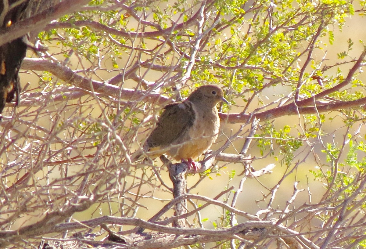 Mourning Dove - ML89435431