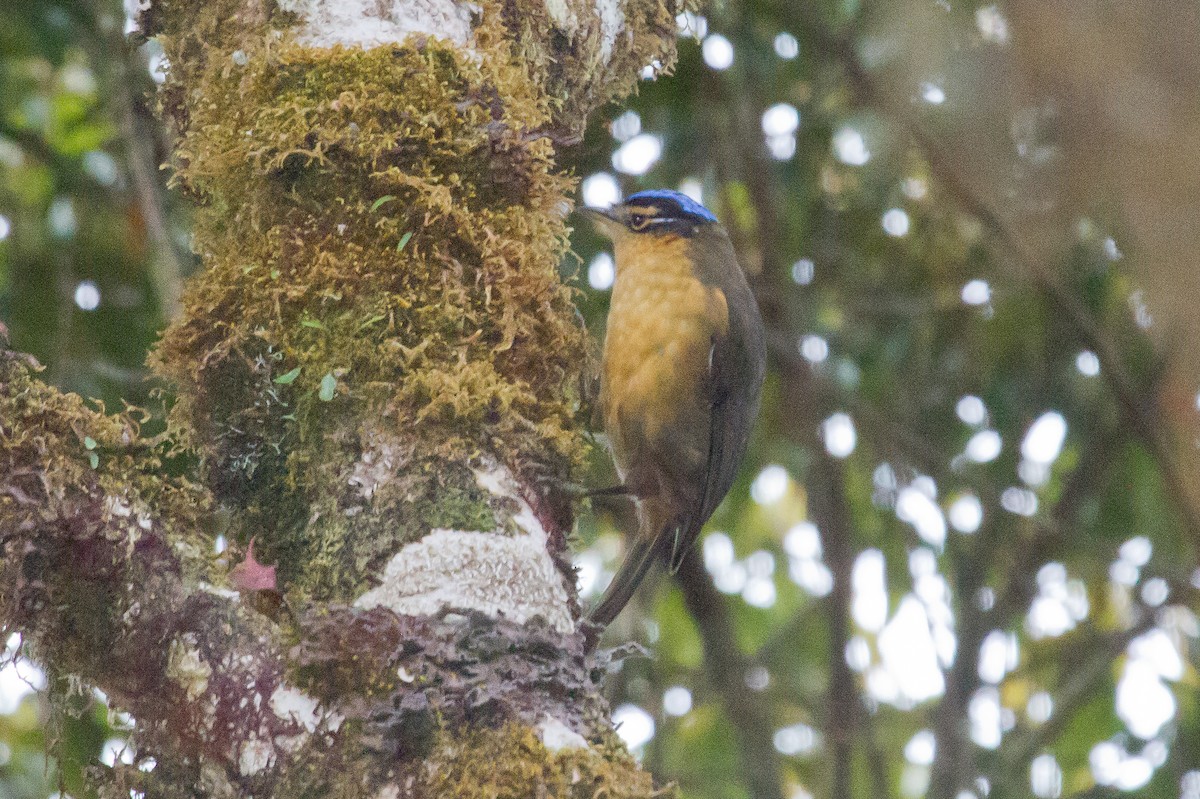 Blue-capped Ifrita - ML89435461