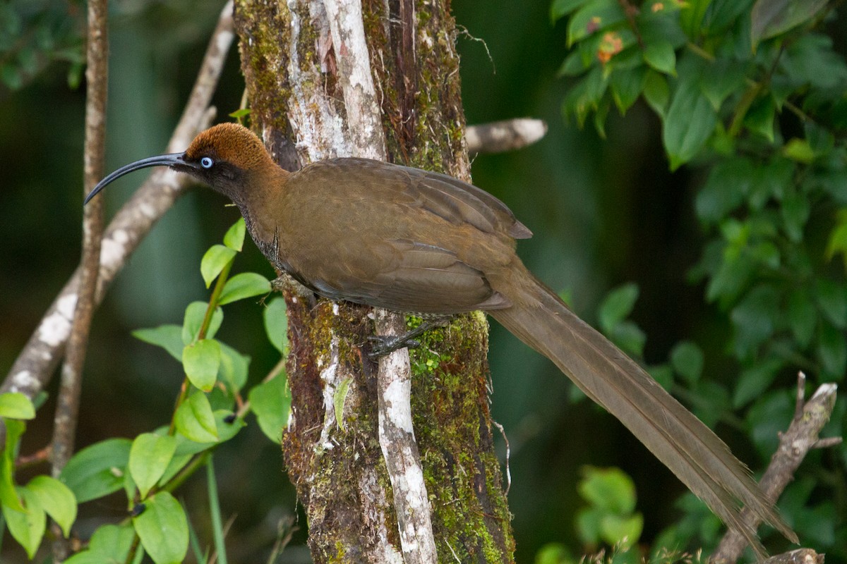 Brown Sicklebill - ML89435991