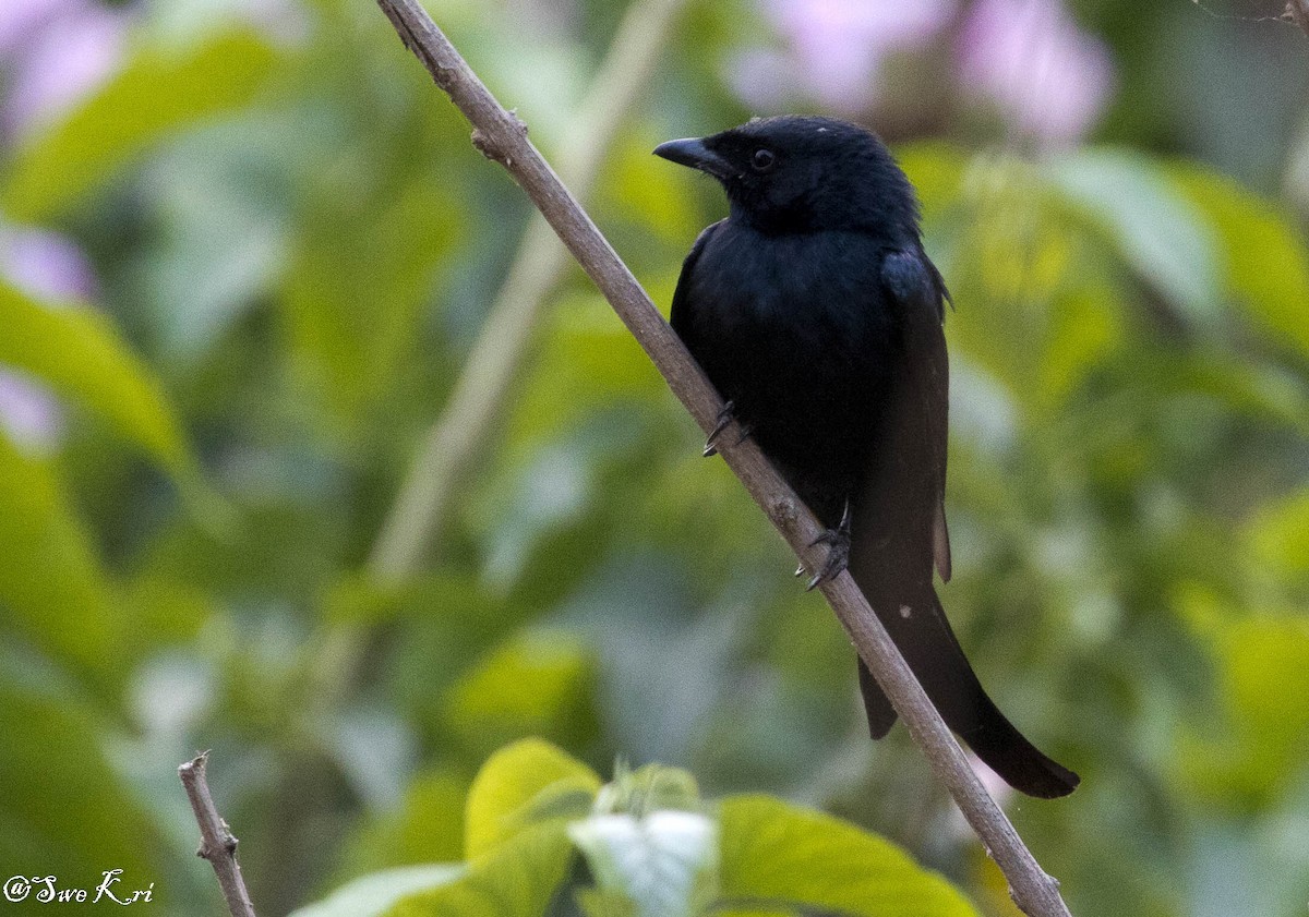 Black Drongo - ML89436181