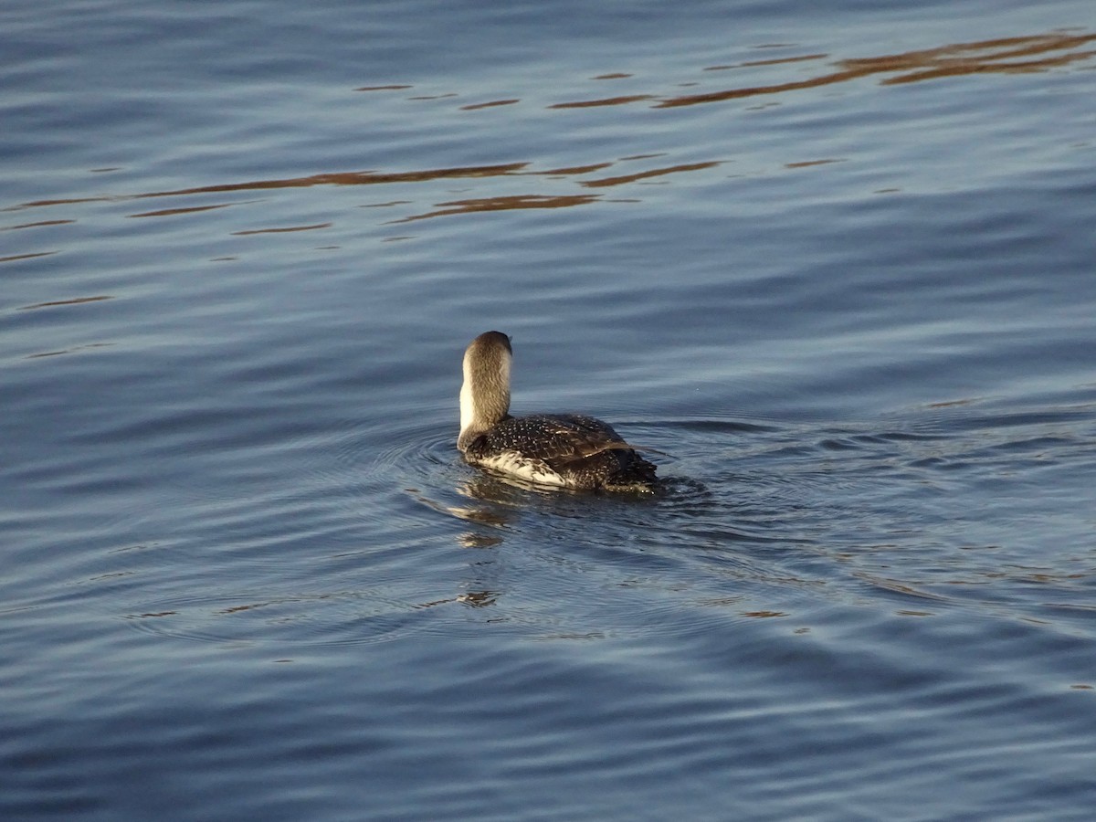 Plongeon catmarin - ML89436351