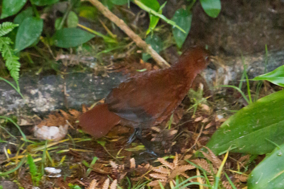 Chestnut Forest Rail - ML89436381