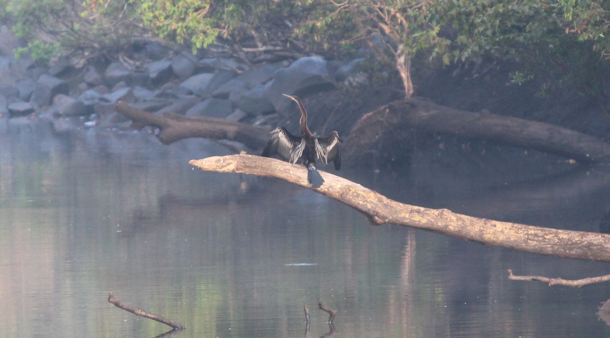 Oriental Darter - SANJAY DESHPANDE