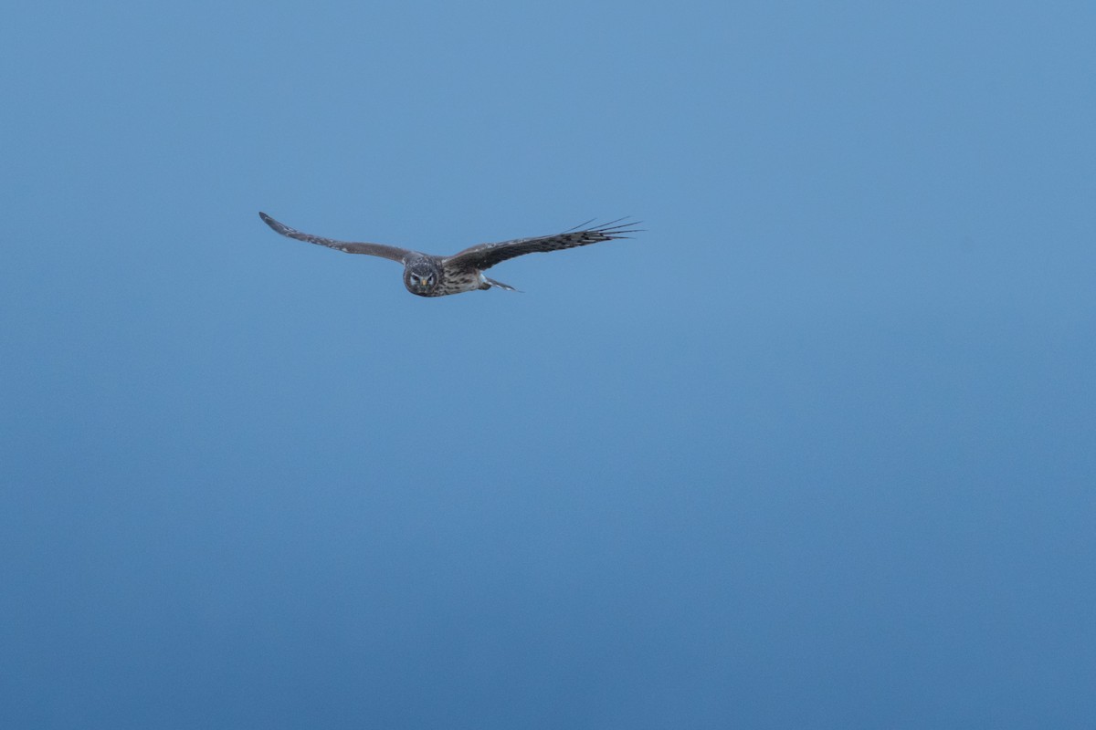 Aguilucho Pálido - ML89437341