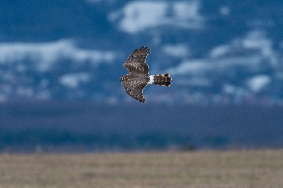 Hen Harrier - ML89437361