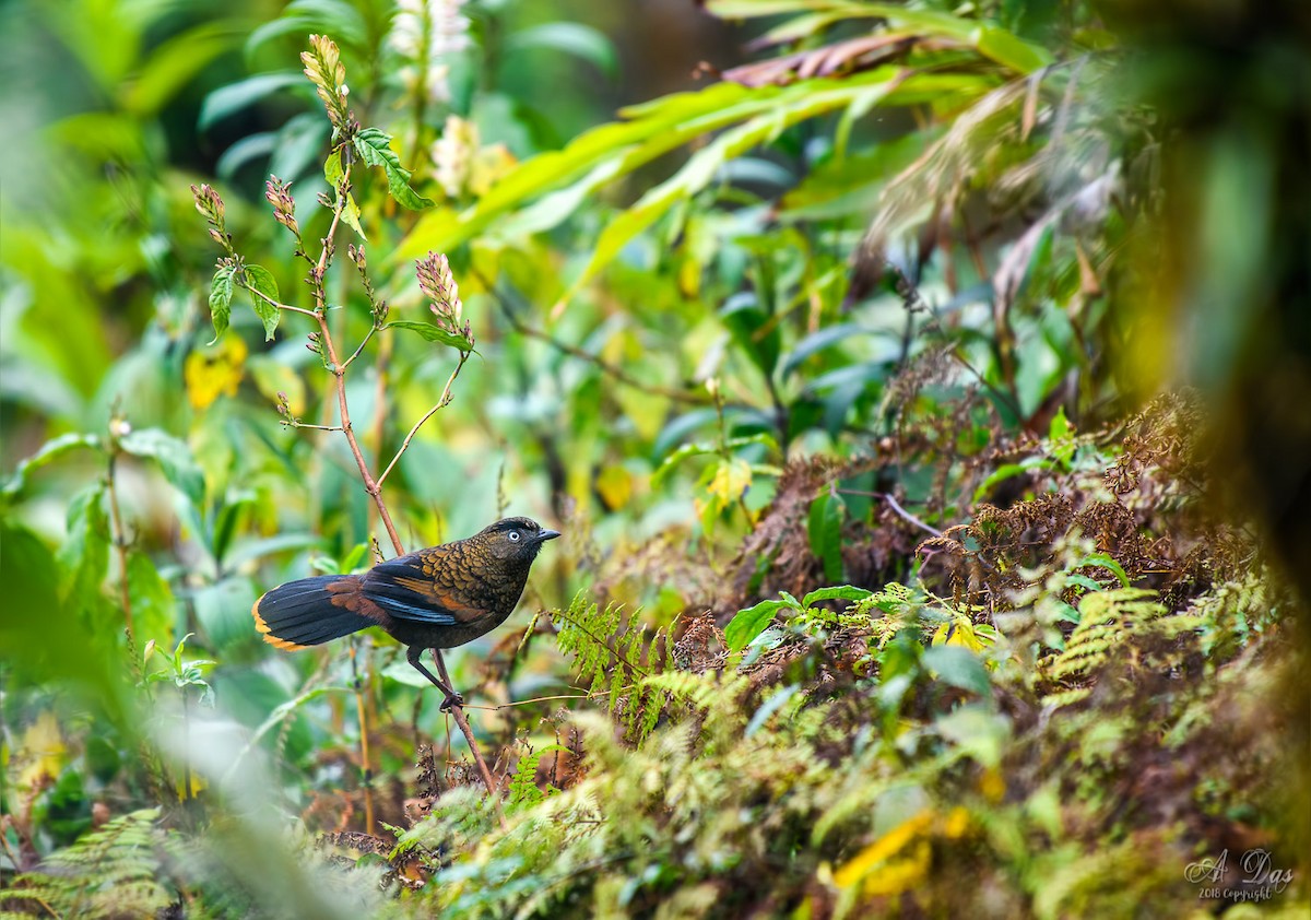 Blue-winged Laughingthrush - ML89438181