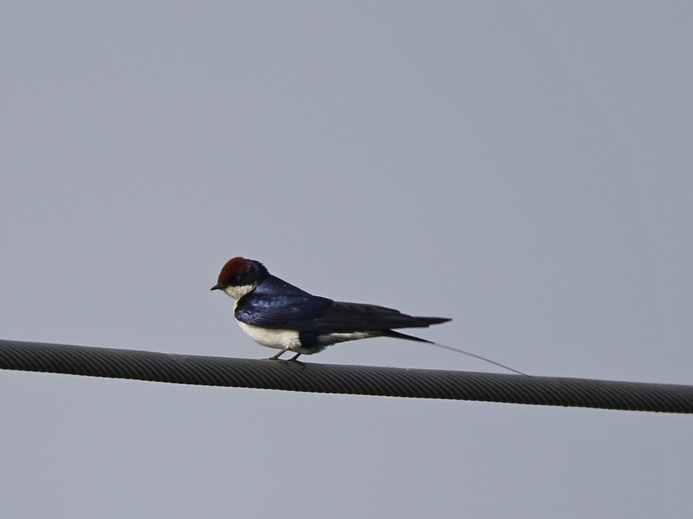 Wire-tailed Swallow - ML89440621