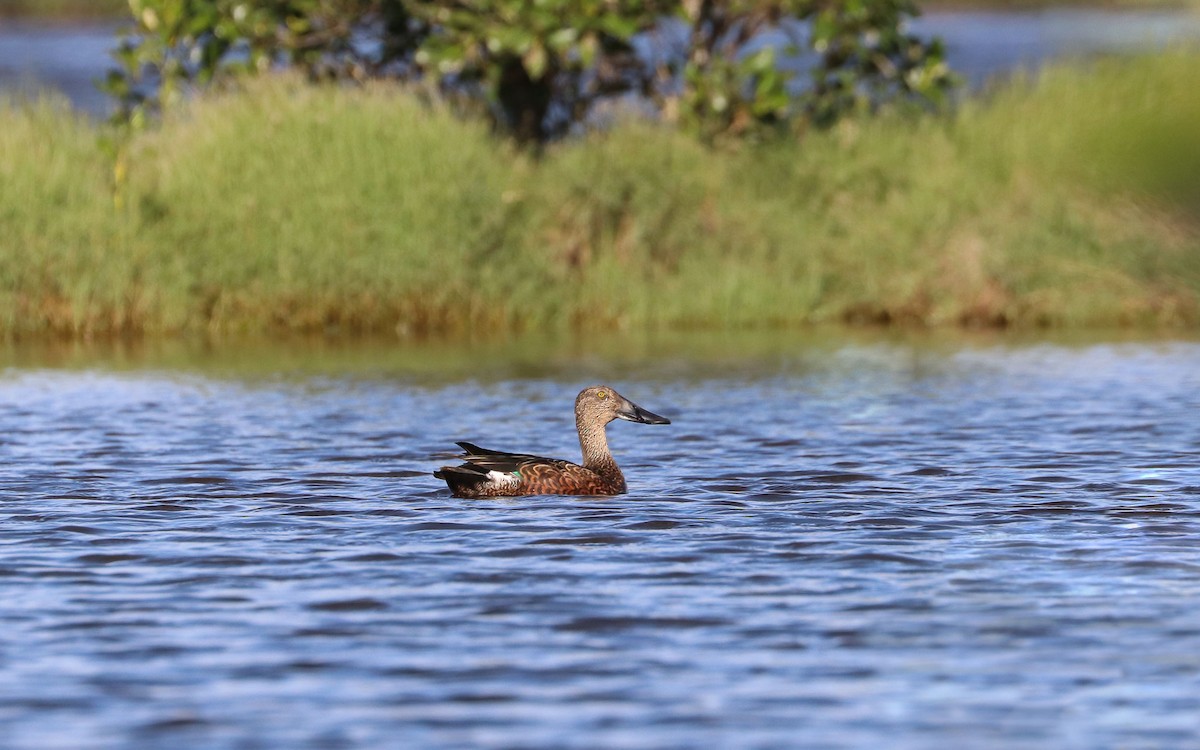 Australasian Shoveler - ML89440661