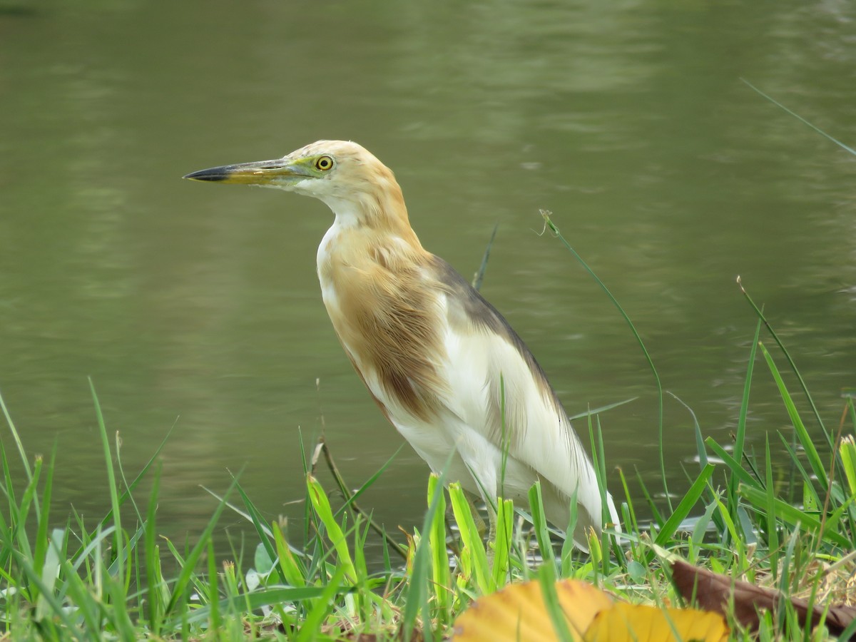 Javan Pond-Heron - ML89440671