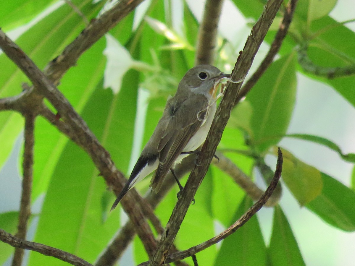 Taiga Flycatcher - ML89440691