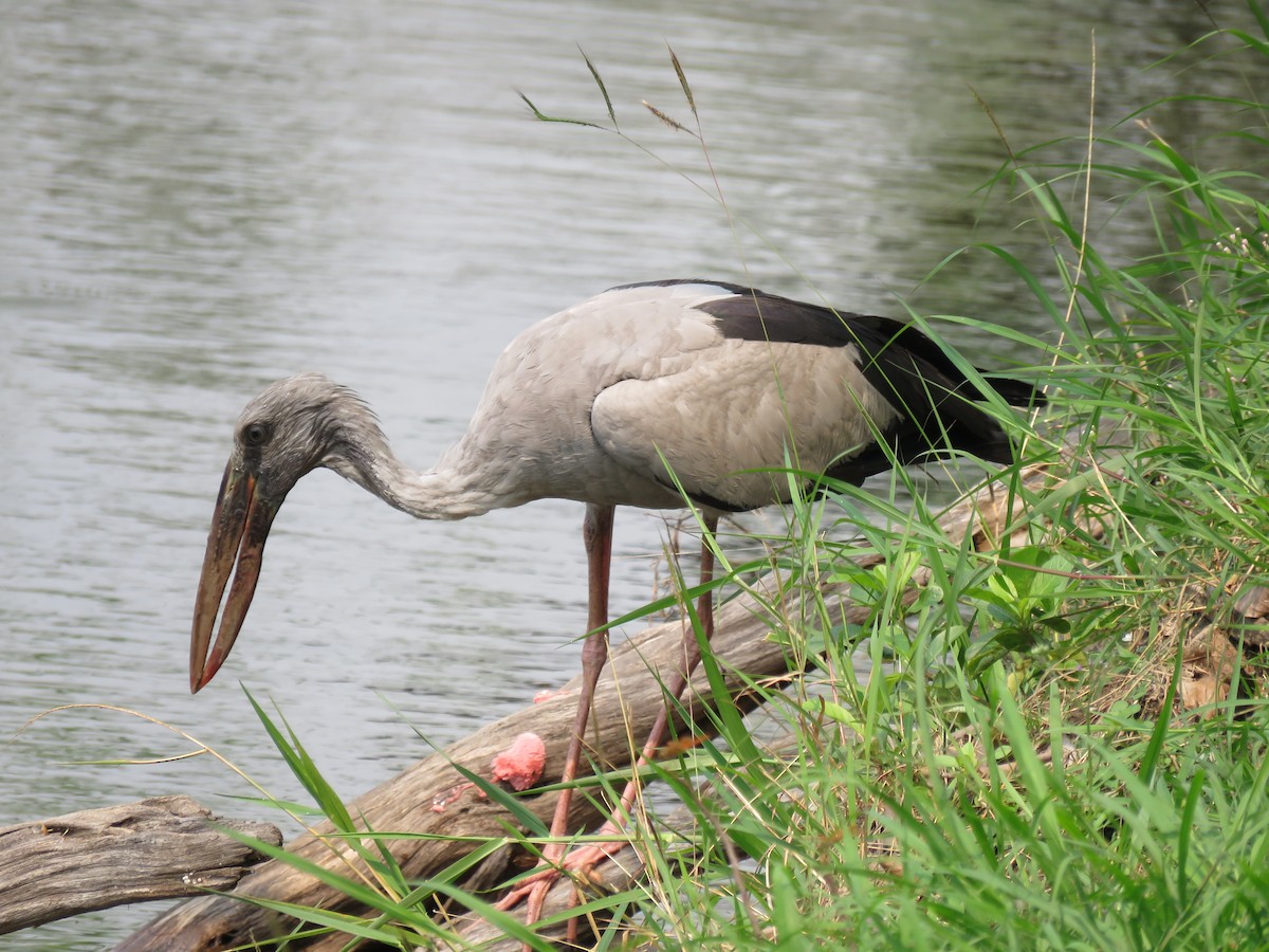 Asian Openbill - ML89440751