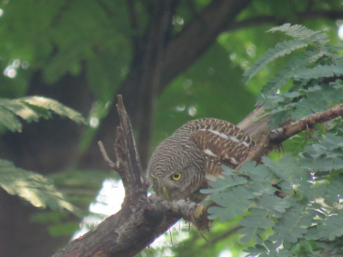 Asian Barred Owlet - ML89440801