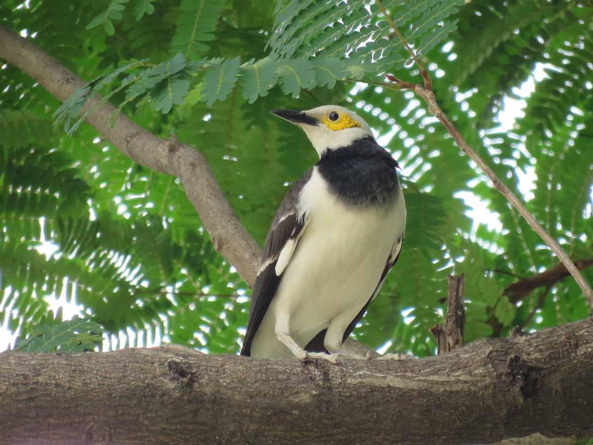 Black-collared Starling - ML89440831