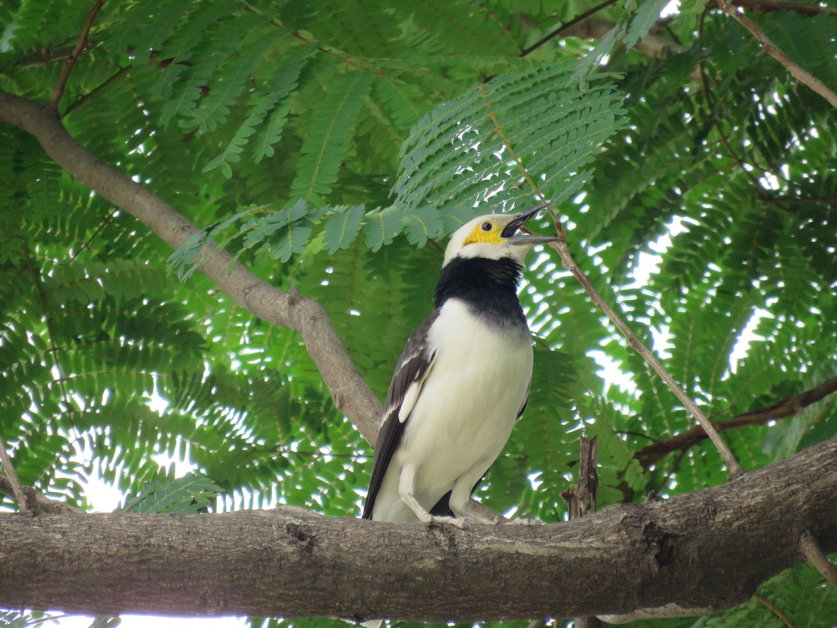 Black-collared Starling - ML89440841