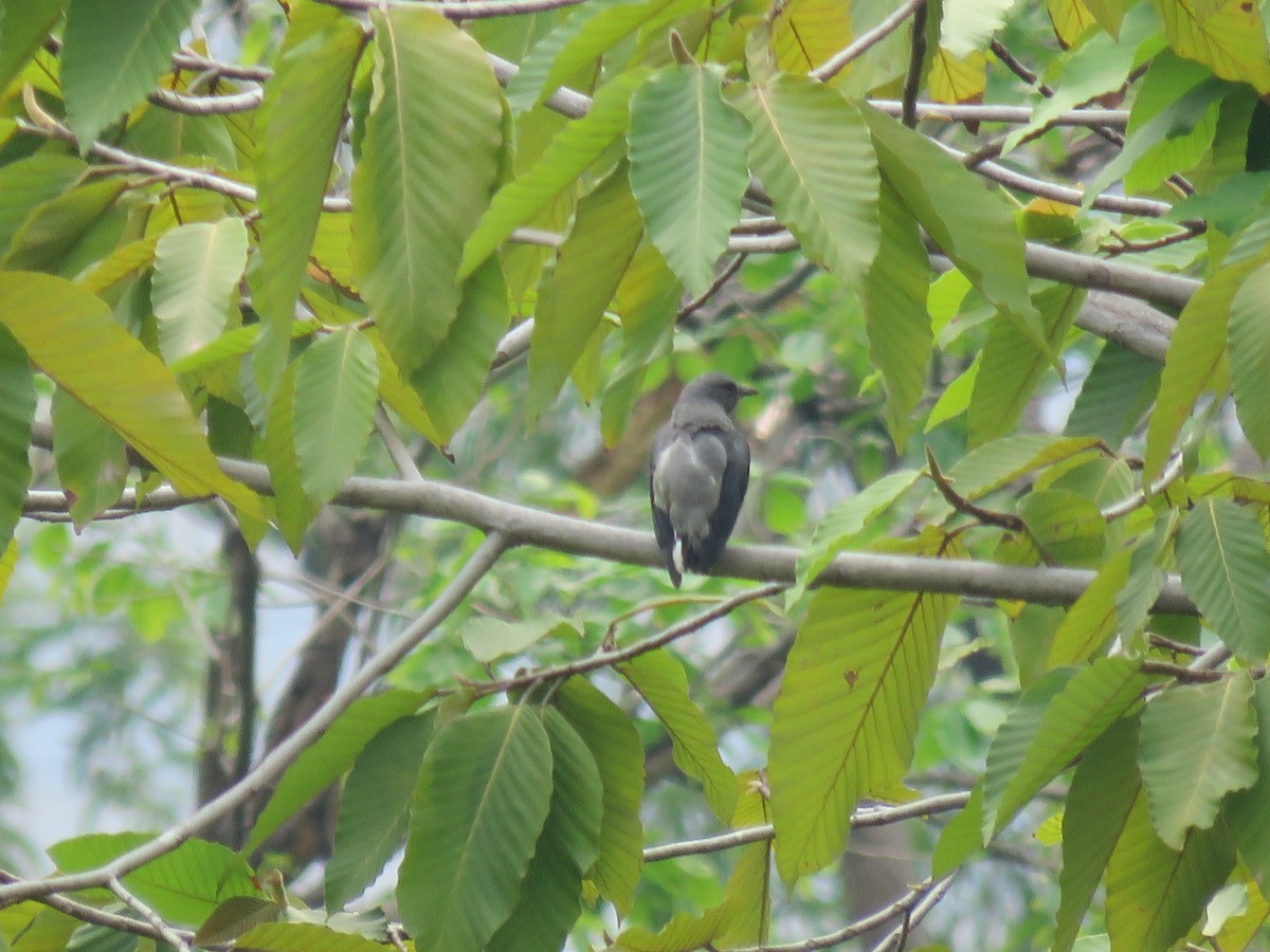 Black-winged Cuckooshrike - Jack Noordhuizen