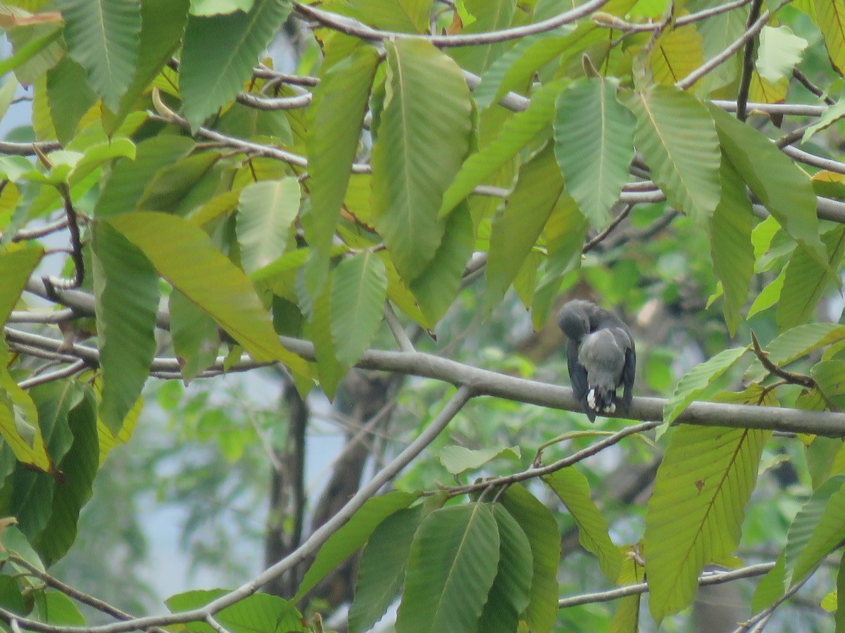 Black-winged Cuckooshrike - ML89440911