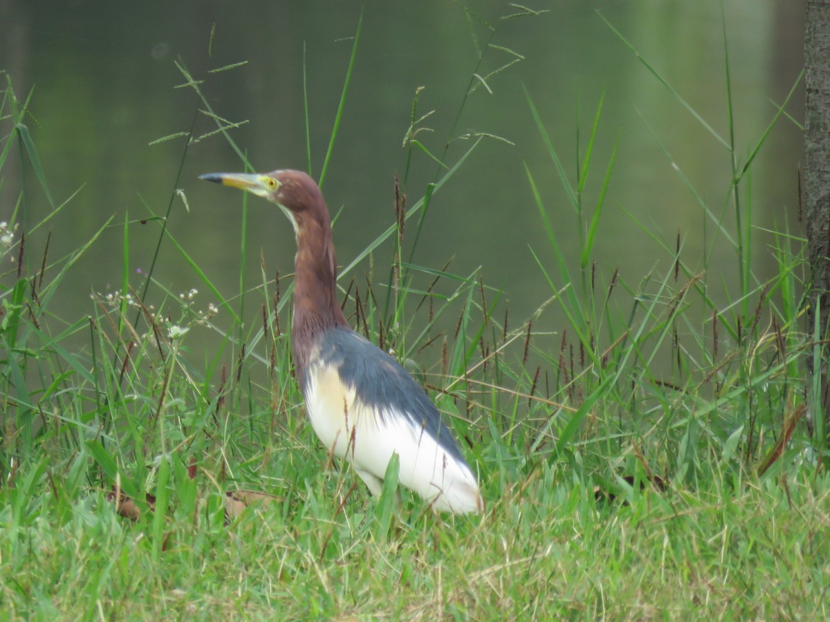 Chinese Pond-Heron - ML89440951