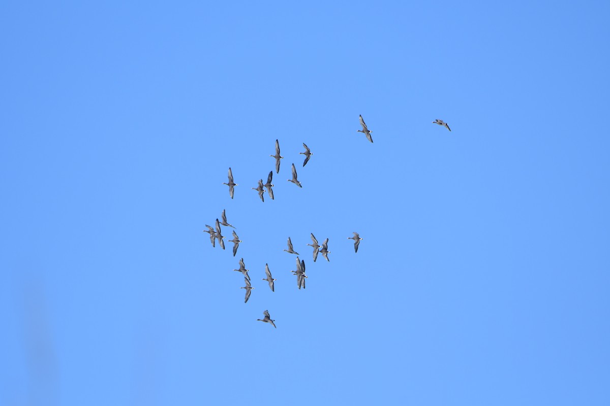 Greater White-fronted Goose - ML89440961