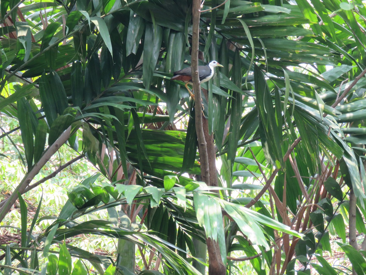 White-breasted Waterhen - ML89441021