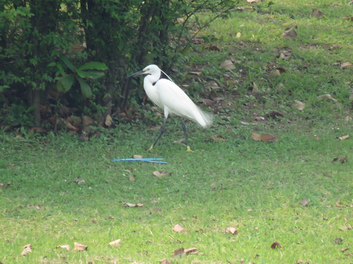 Little Egret (Western) - ML89441051