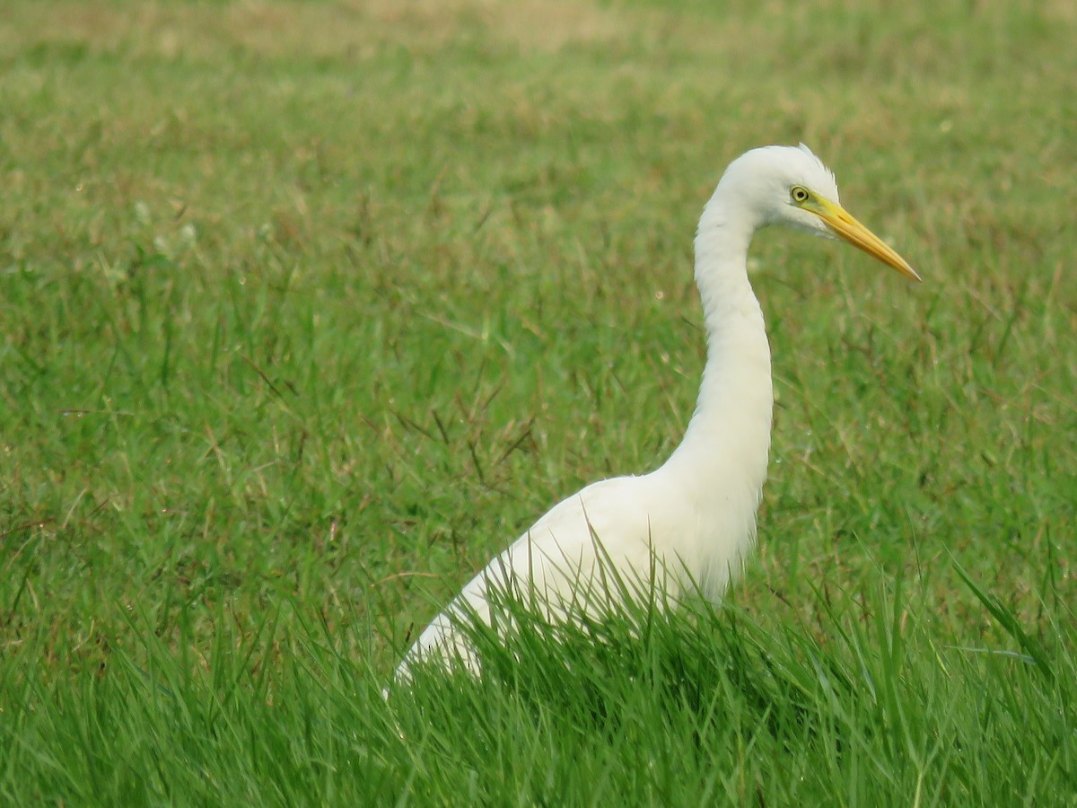 Medium Egret - ML89441111