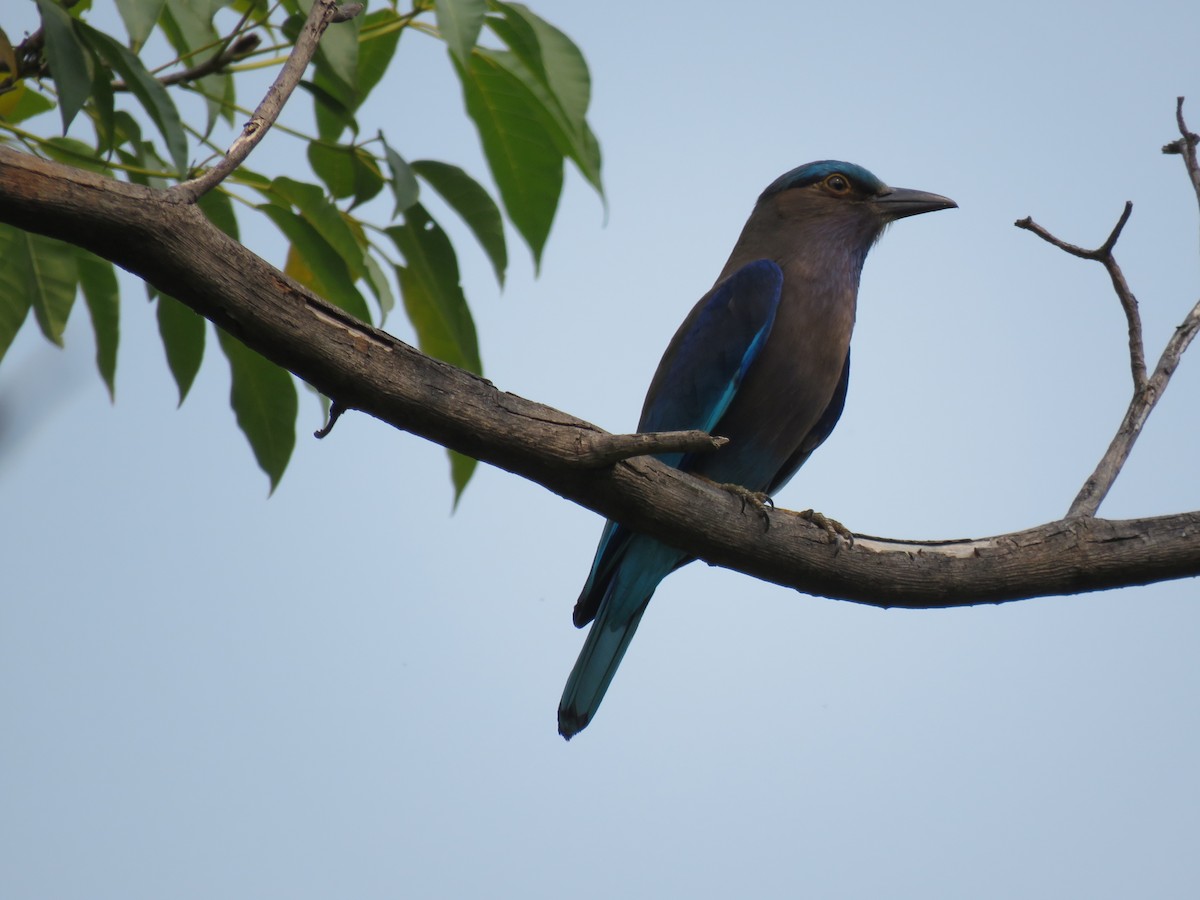 Indochinese Roller - Jack Noordhuizen