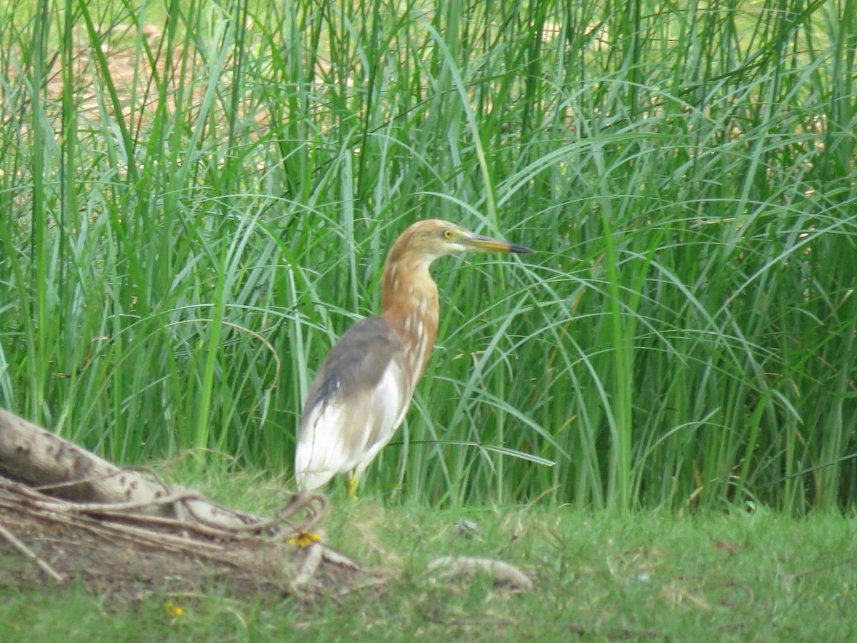 Javan Pond-Heron - ML89441171