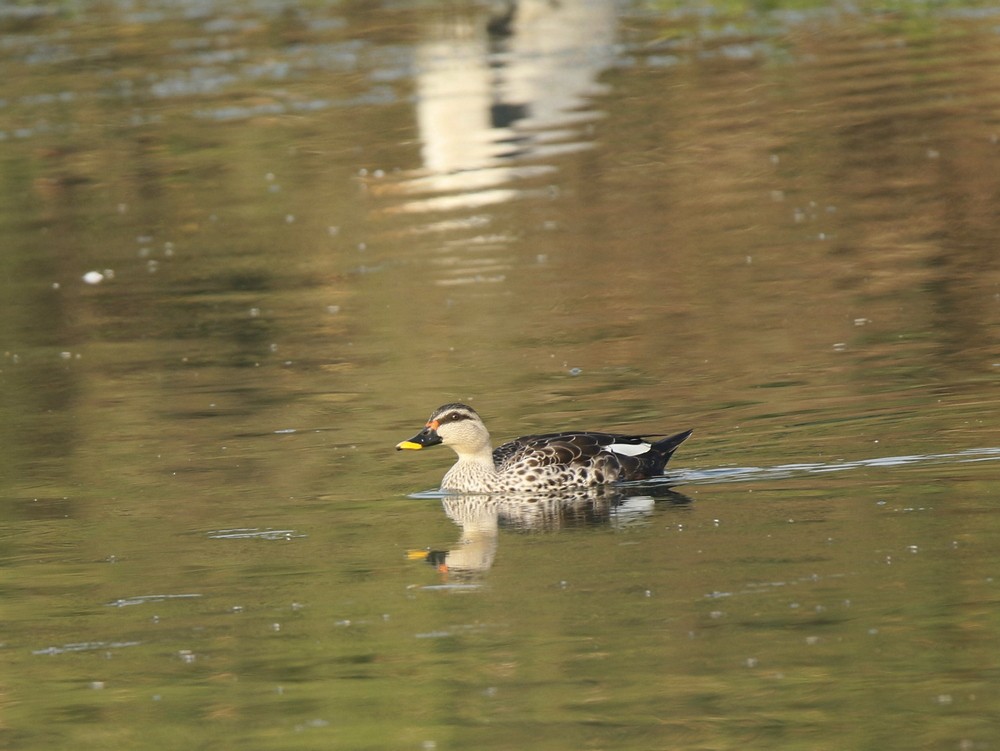 Indian Spot-billed Duck - ML89441571