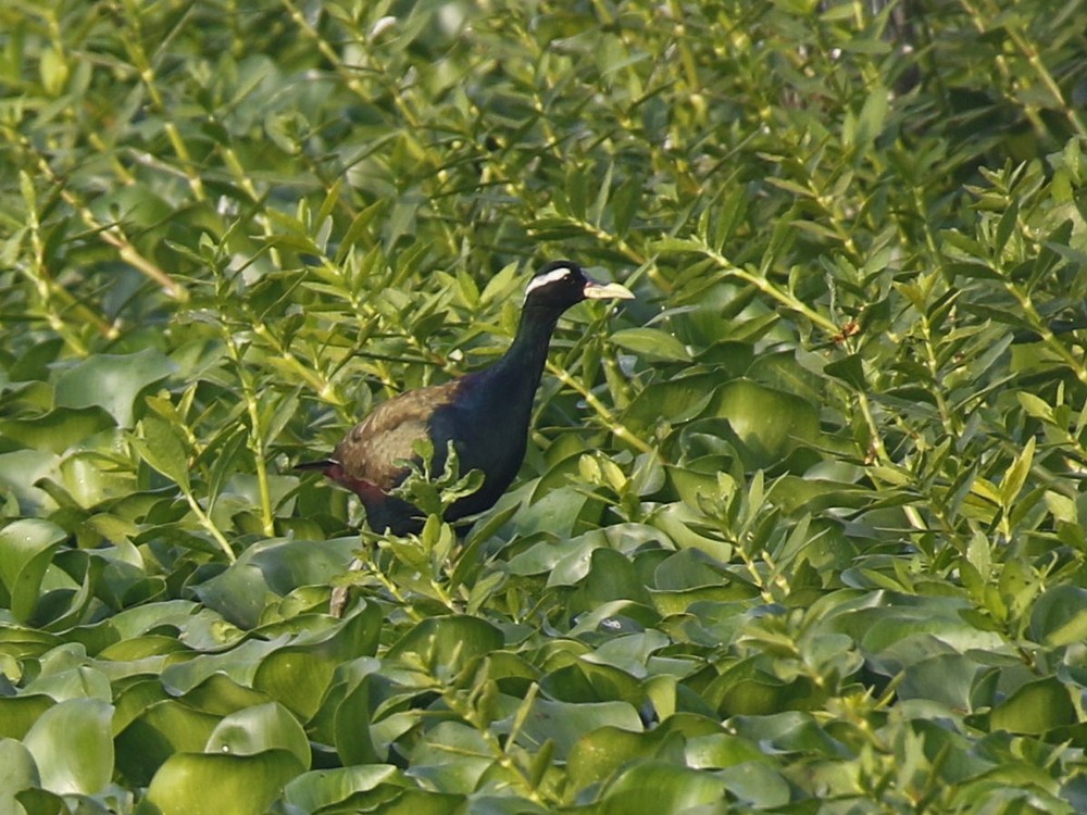 Bronze-winged Jacana - ML89441701