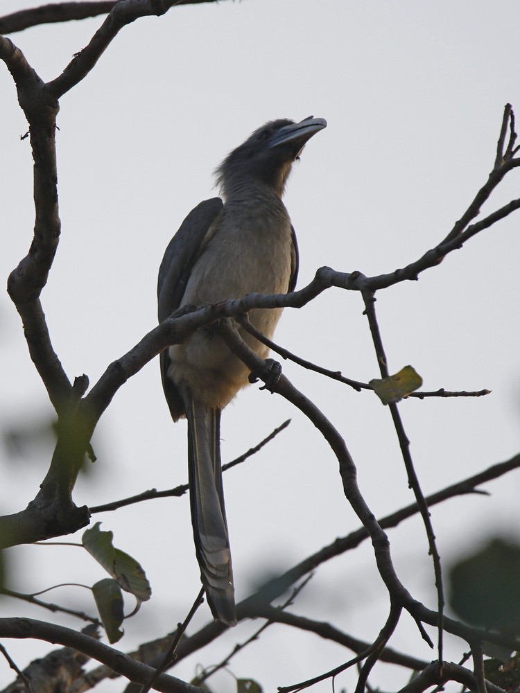 Indian Gray Hornbill - ML89441741