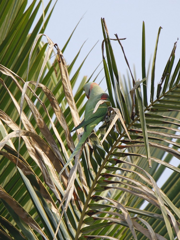 Alexandrine Parakeet - ML89441791