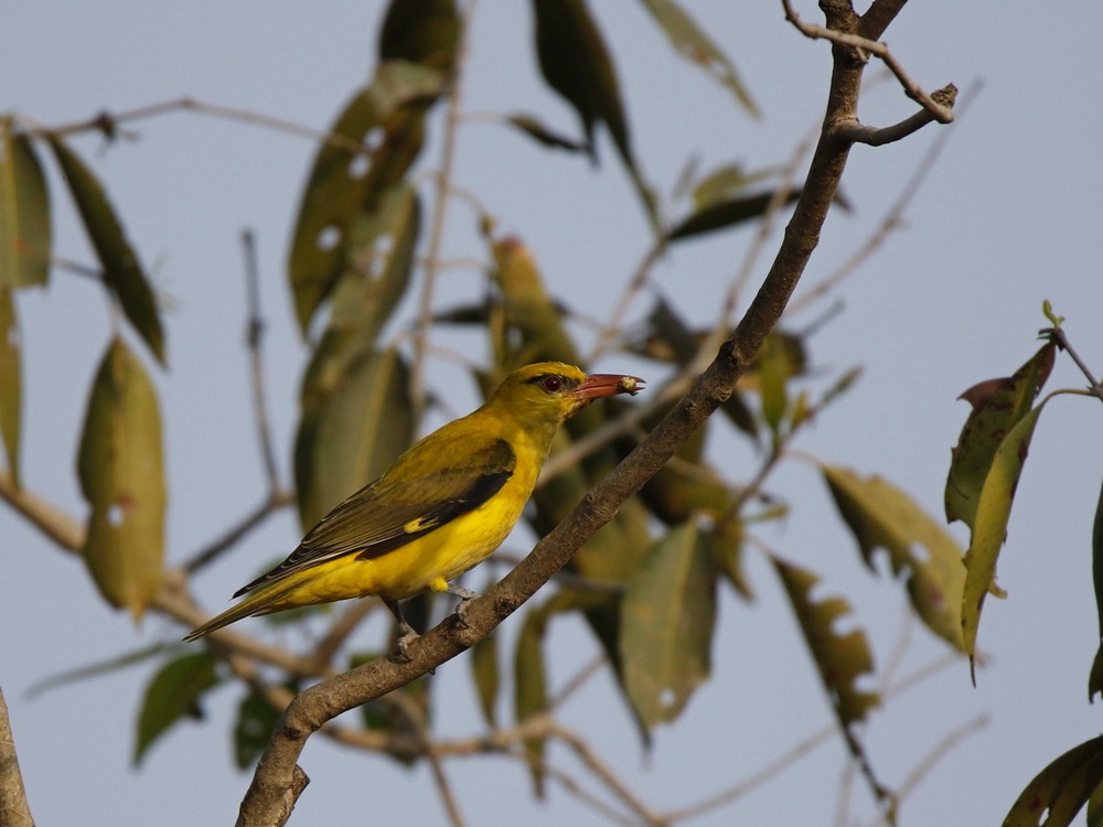 Indian Golden Oriole - ML89441831