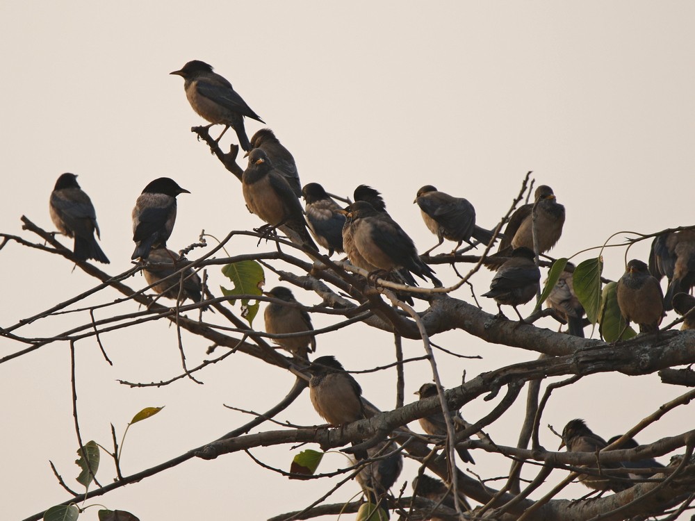 Rosy Starling - ML89441871