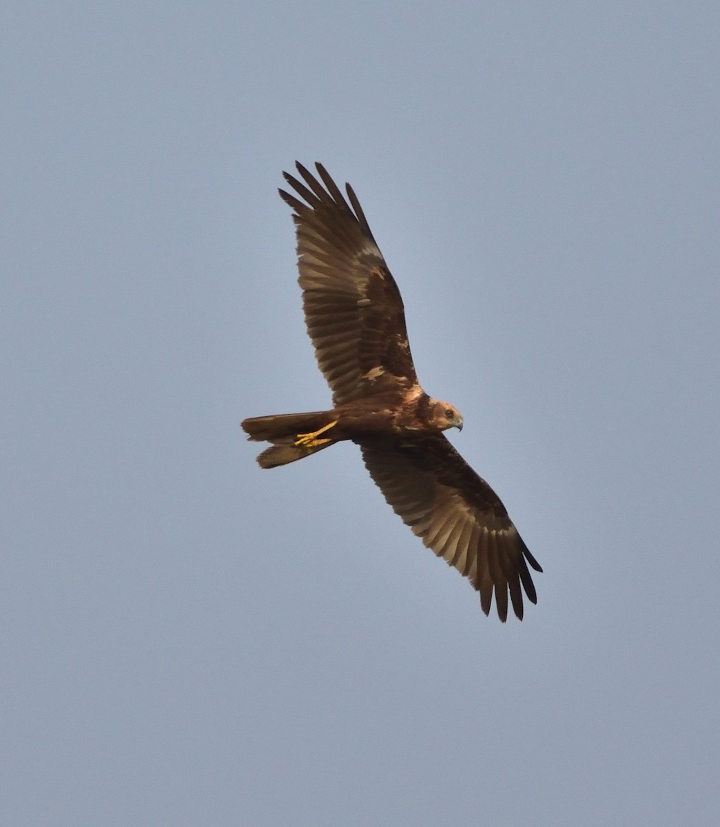 Western Marsh Harrier - ML89441911