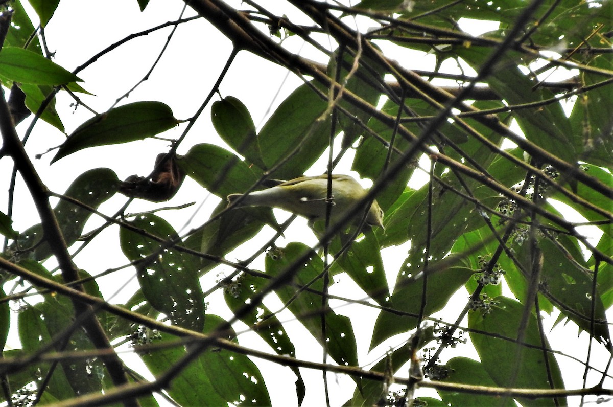 Tennessee Warbler - ML89442321