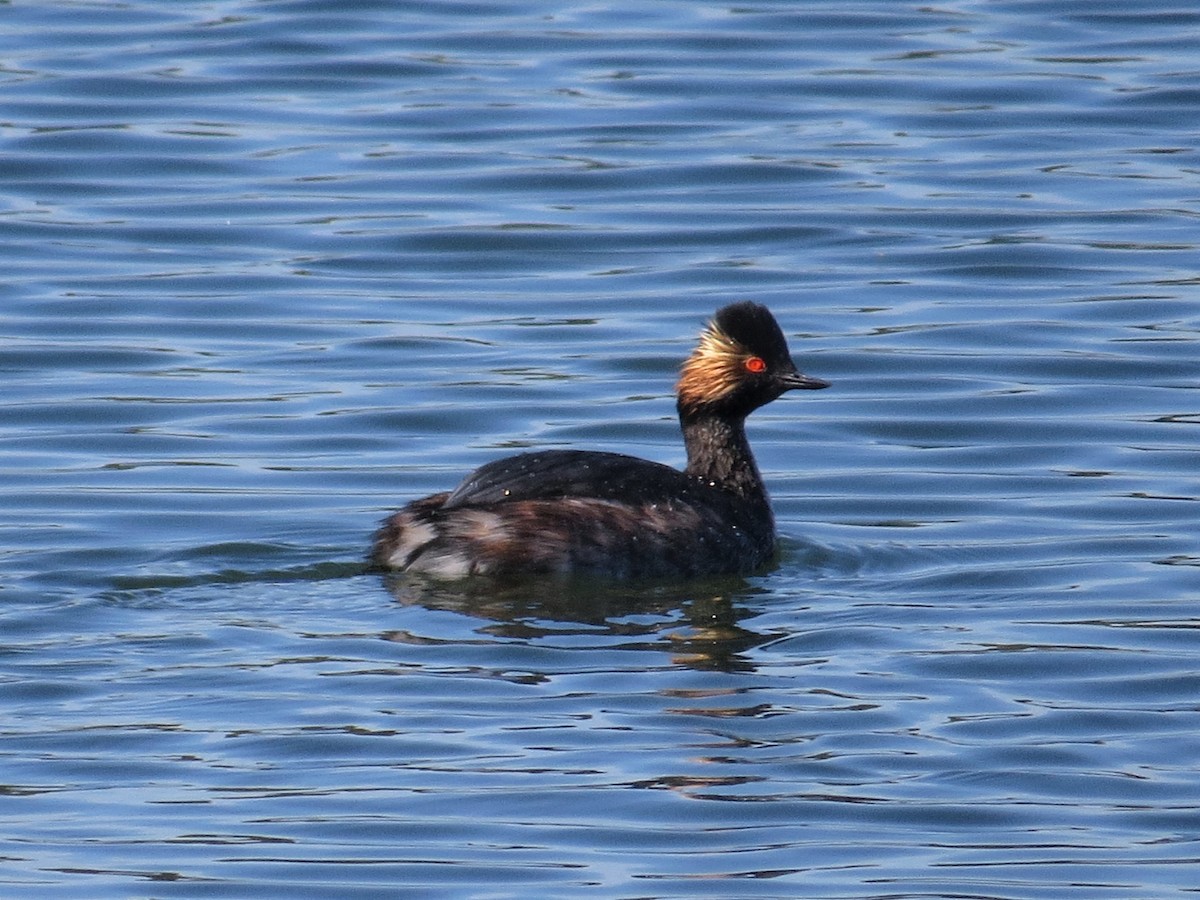 Eared Grebe - Shaun Robson