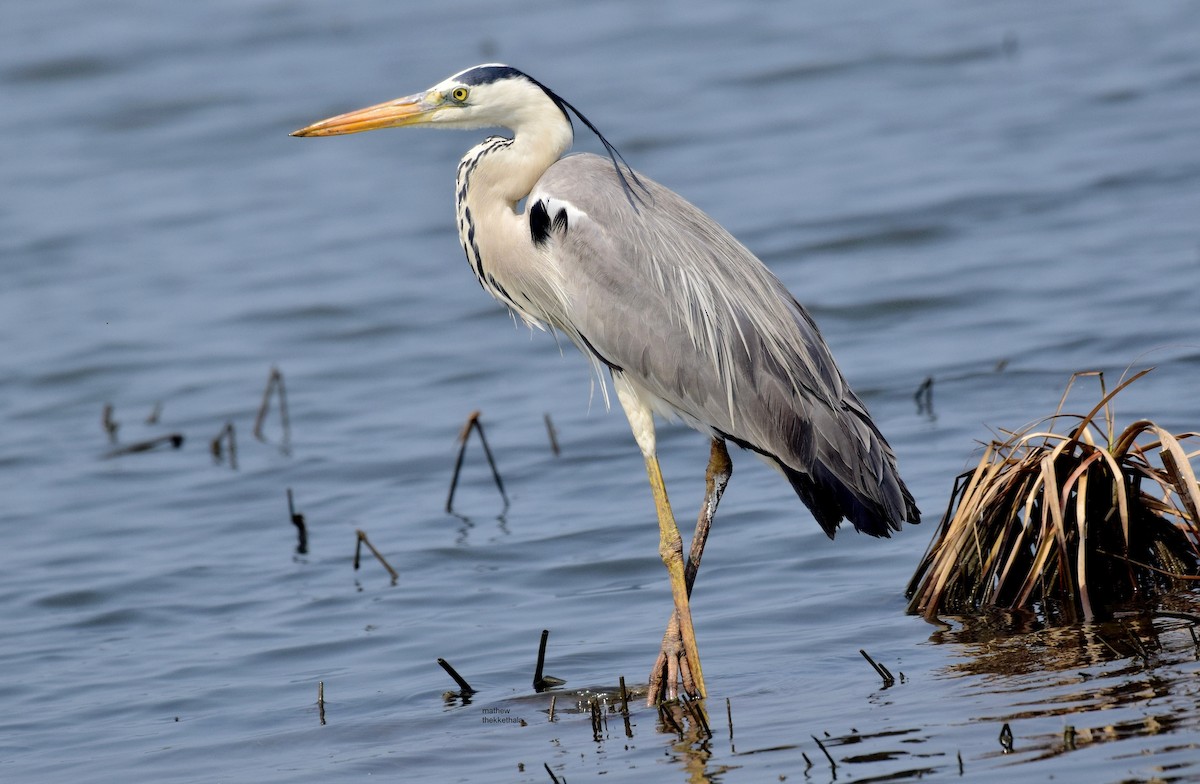 Gray Heron - ML89443401