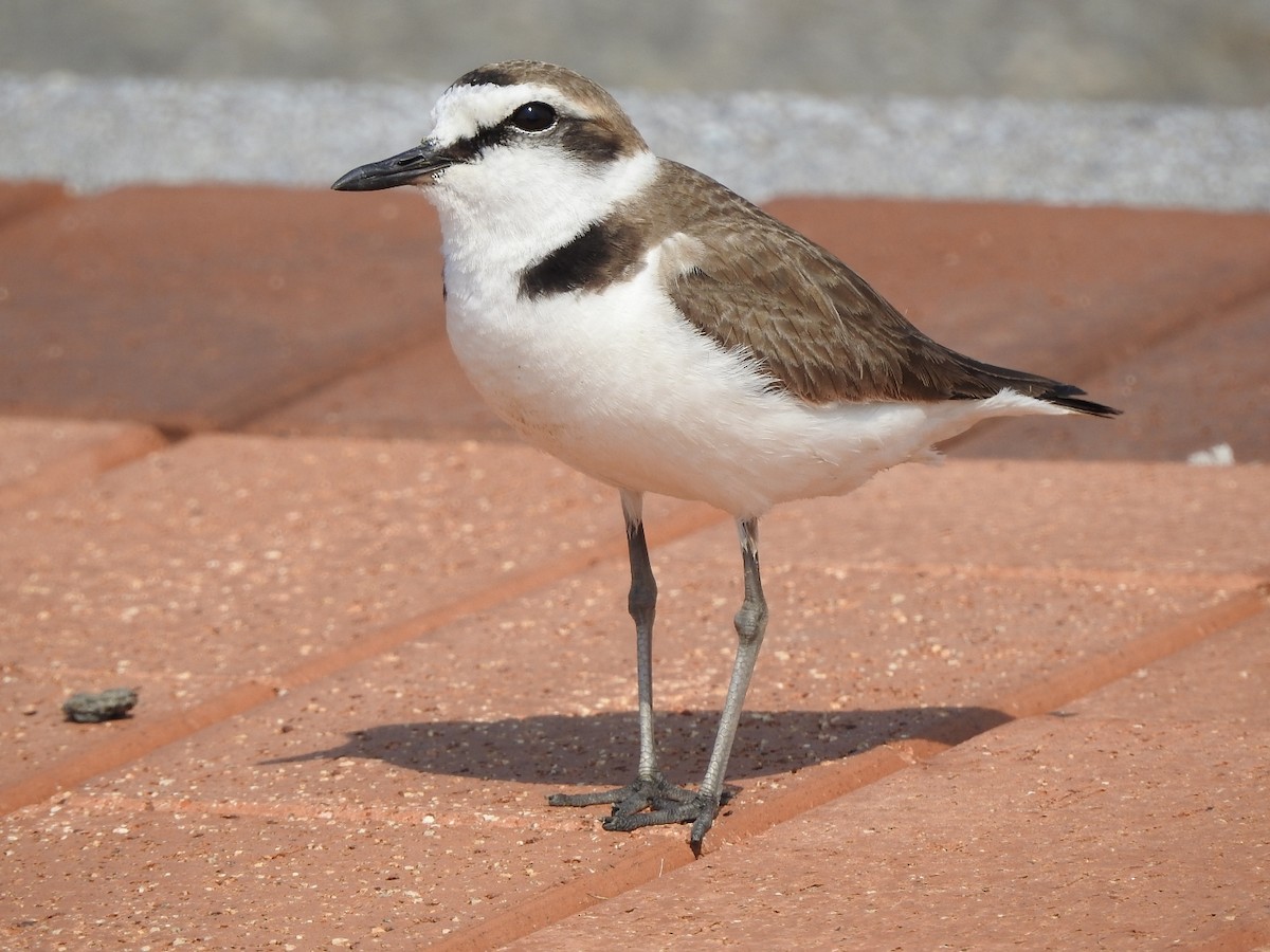 Kentish Plover - Yuyi Chen