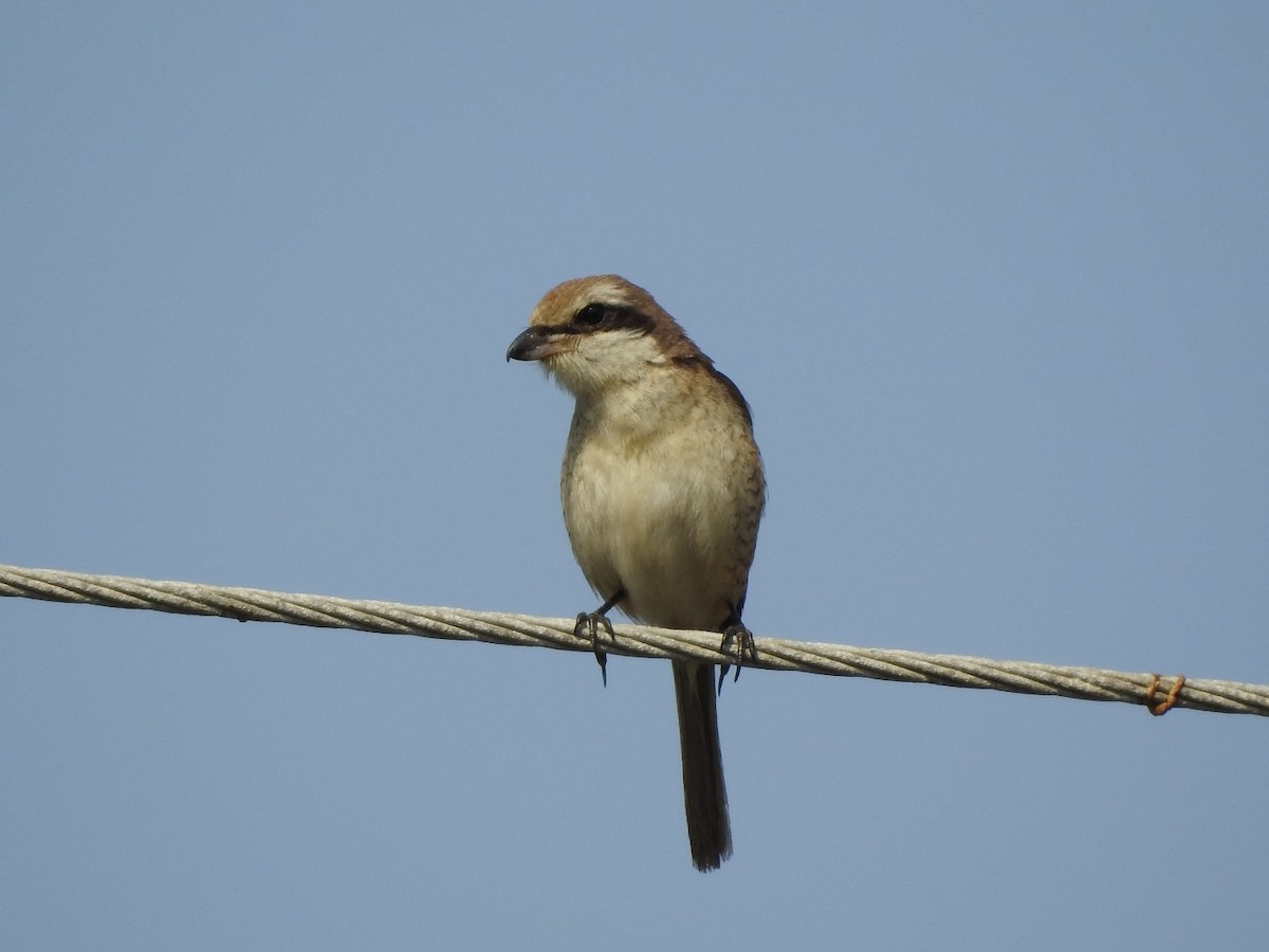 Brown Shrike - ML89443951