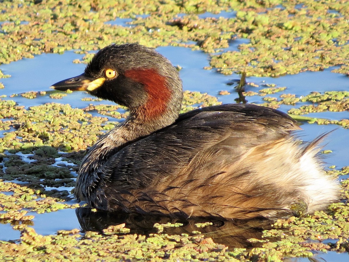 Australasian Grebe - ML89445271