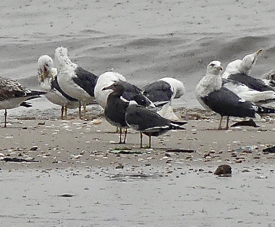 Sooty Gull - ML89445291