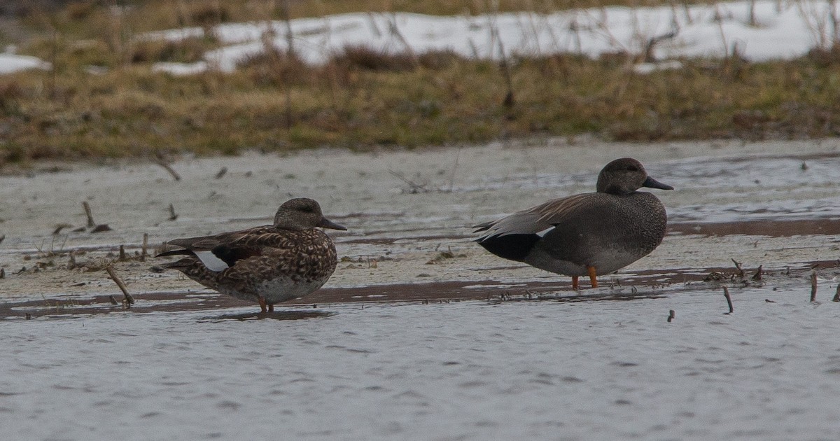 Gadwall - ML89447491