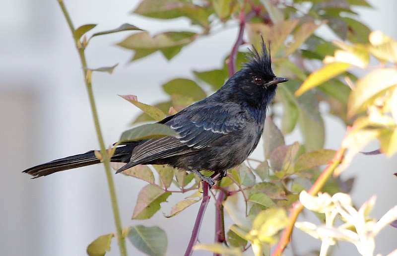 Phainopepla - Brandon Holden