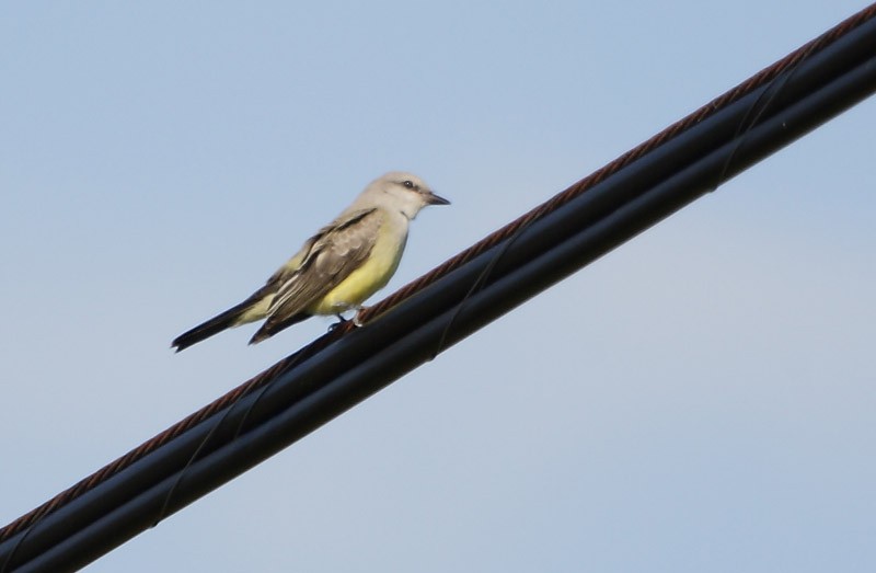 Western Kingbird - ML89449451