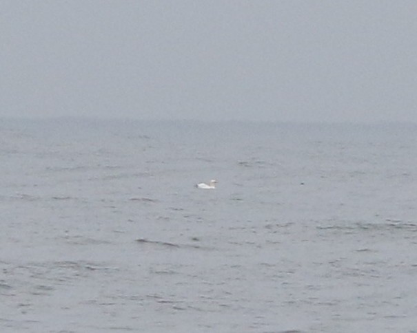 Northern Gannet - ML89449911