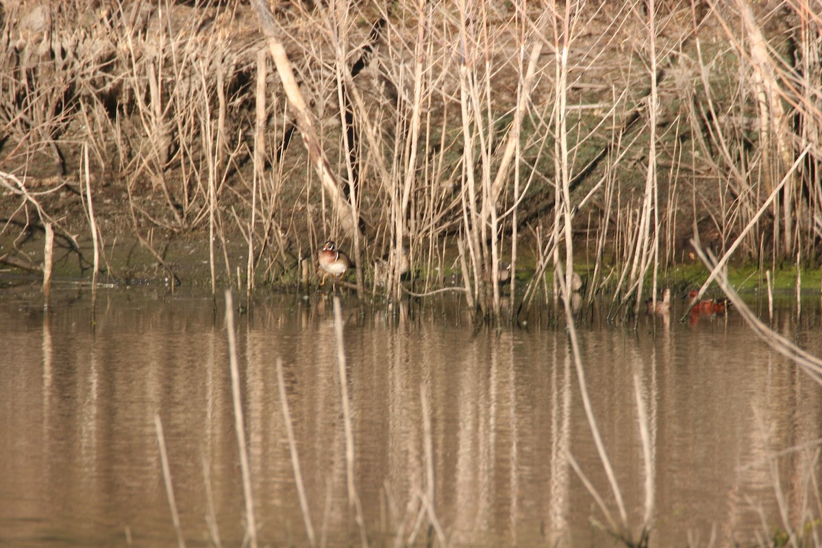 Wood Duck - ML89450581