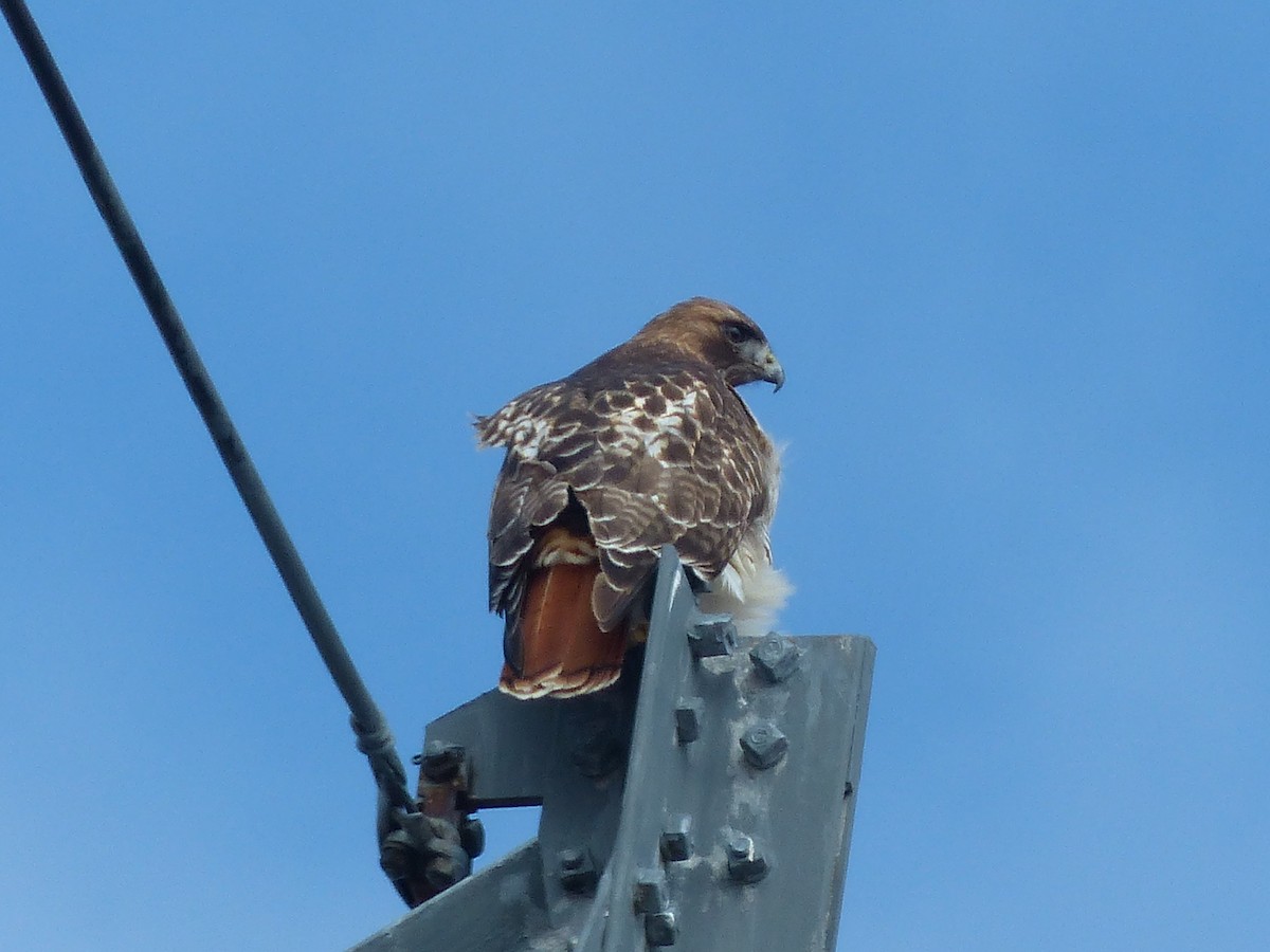 Red-tailed Hawk - Warren Dunlop